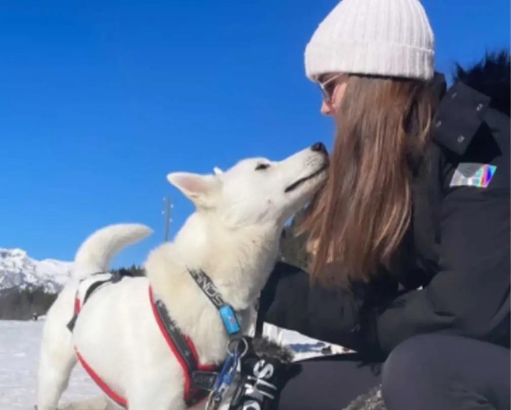 A husky greeting a participant during the sledding excursion