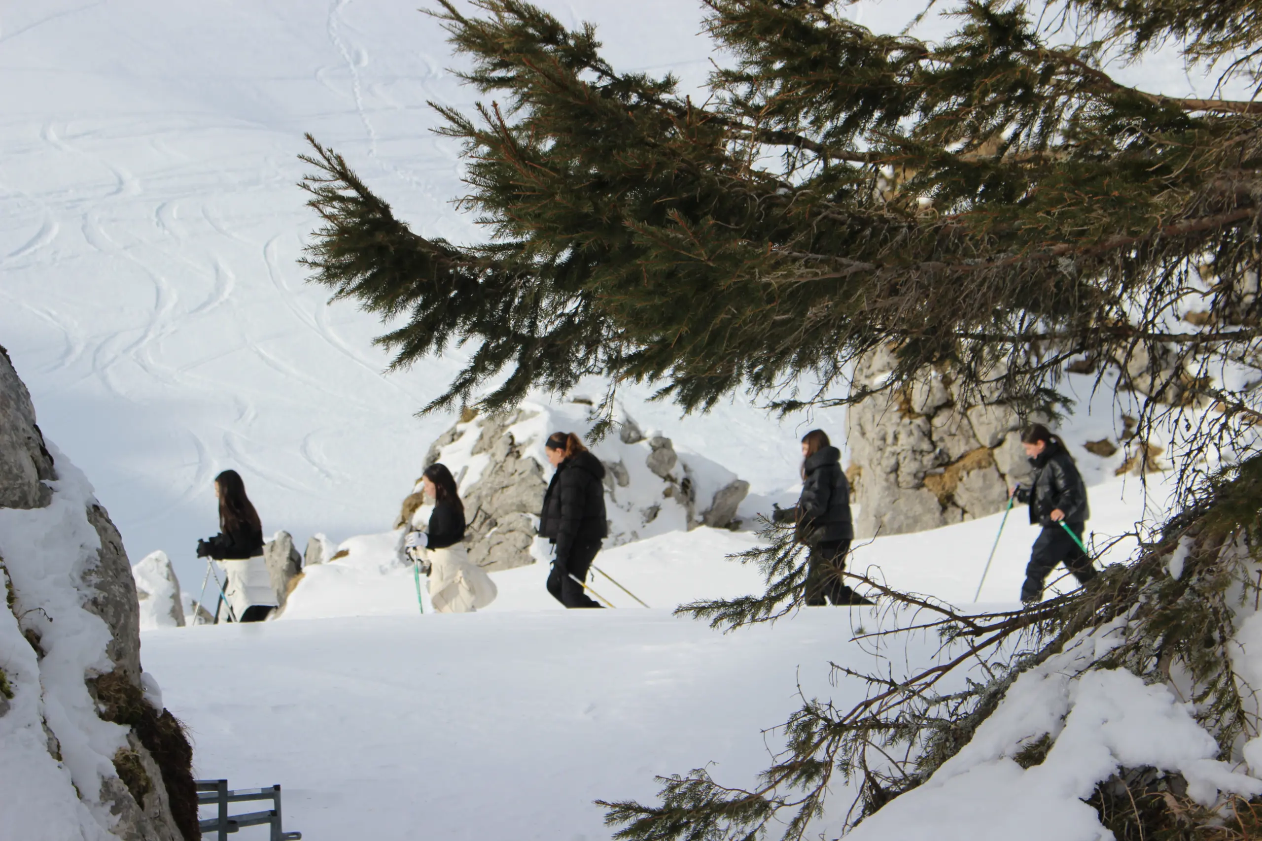 Participants snowshoeing along a wooded winter trail