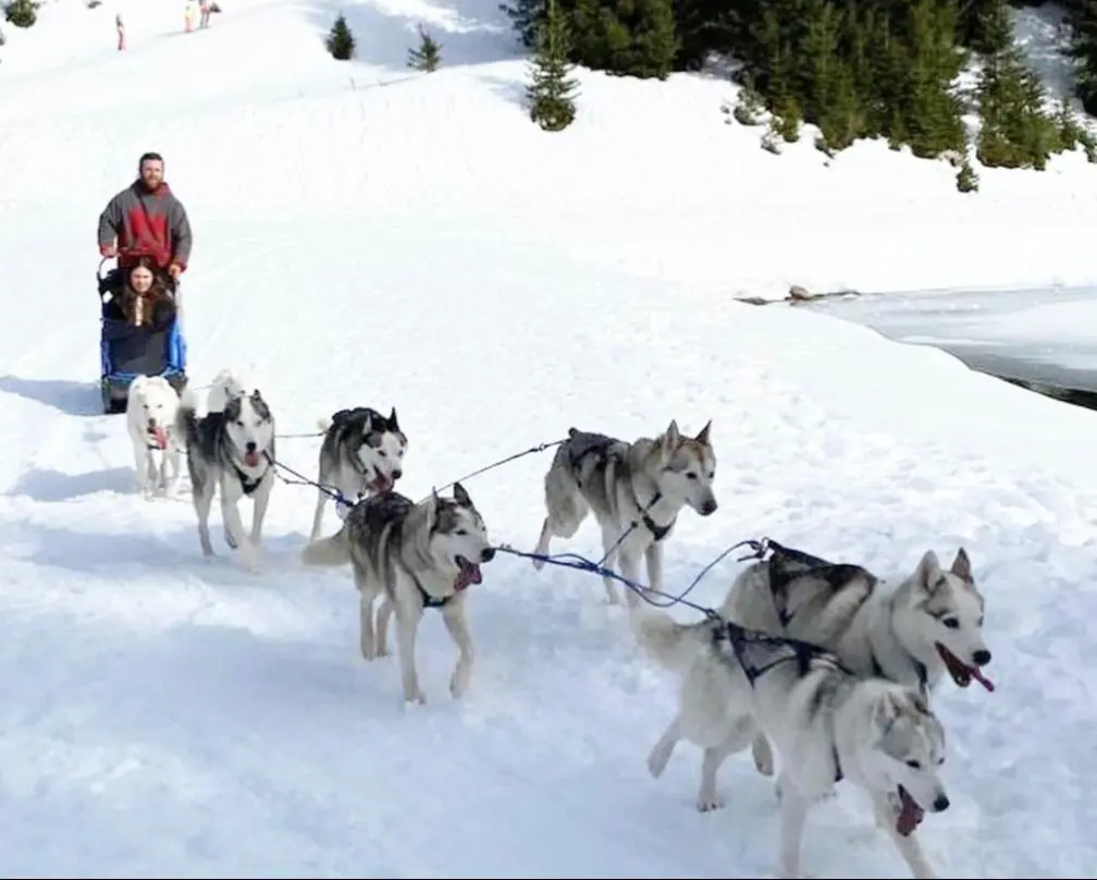 Husky sled team running across a snow field